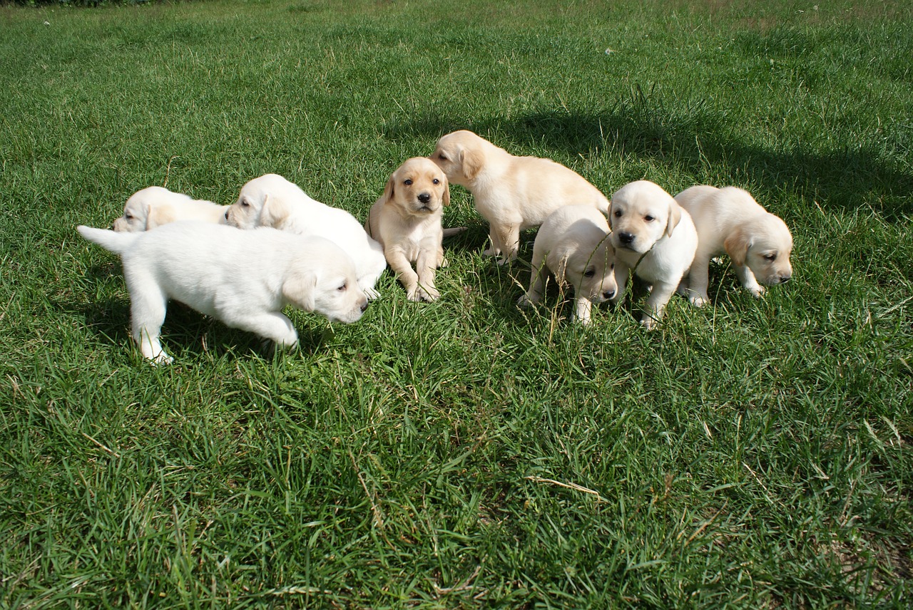 Šuniukai, Labradorai, Biszkoptowe, Nemokamos Nuotraukos,  Nemokama Licenzija
