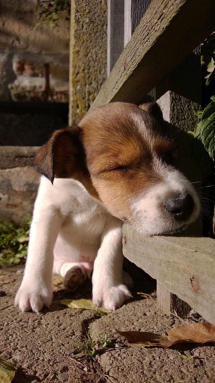 Šuniukai, Šuo, Mielas, Naminis Gyvūnas, Jackrussel, Nemokamos Nuotraukos,  Nemokama Licenzija