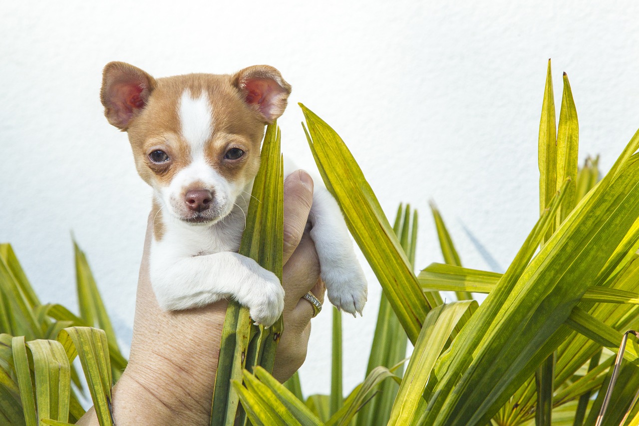 Šuniukas, Chihuahua, Gyvūnai, Nemokamos Nuotraukos,  Nemokama Licenzija