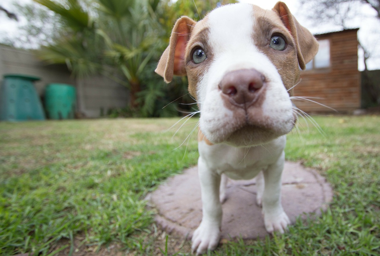 Šuniukas, Pitbull, Šuo, Platus Kampas, Pitt Bull, Pitt-Bull, Gyvūnas, Šunys, Žinduolis, Žinduoliai