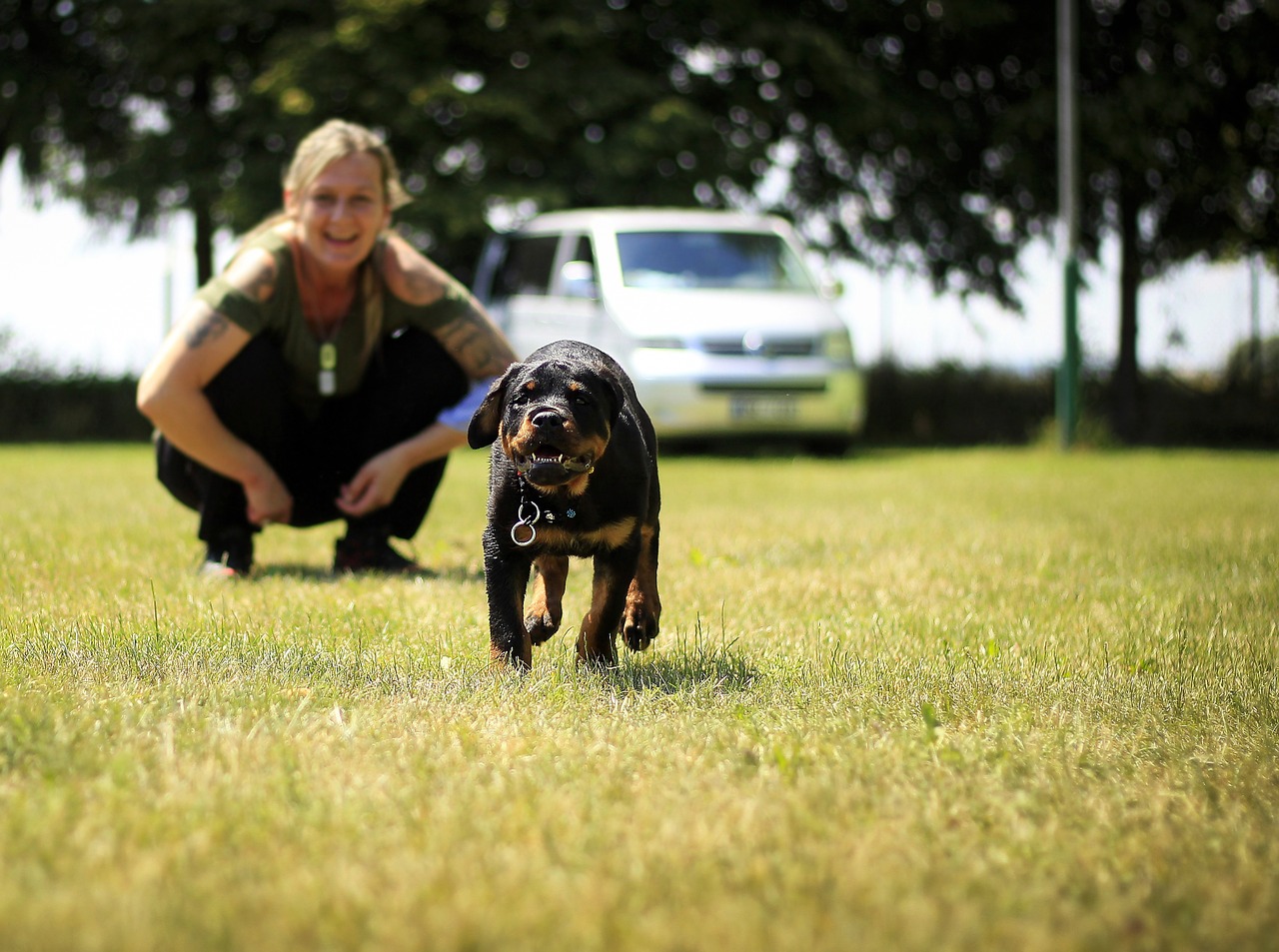 Šuniukas, Rottweiler, Šuo, Šuniukai, Gyvūnas, Truputį, Lauke, Naminis Gyvūnėlis, Paleisti, Juoda