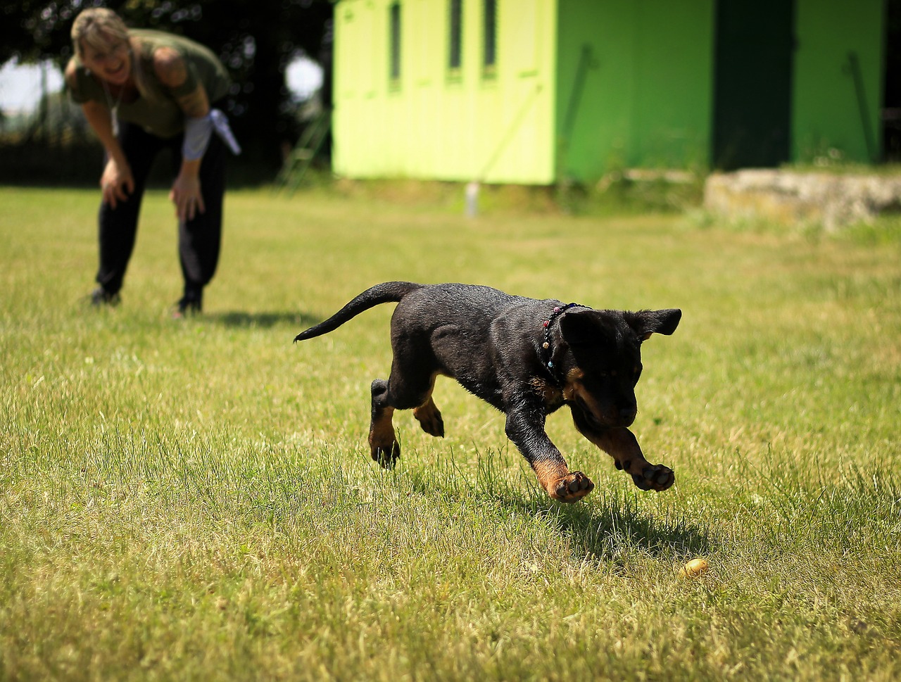 Šuniukas, Rottweiler, Šuo, Šuniukai, Gyvūnas, Truputį, Lauke, Naminis Gyvūnėlis, Paleisti, Juoda