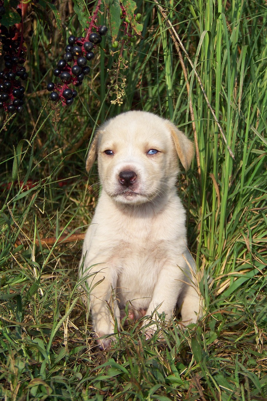 Šuniukas, Sėdi, Auksaspalvis Retriveris, Šunys, Naminis Gyvūnėlis, Lauke, Šuniukas, Portretas, Heterochromija, Nemokamos Nuotraukos