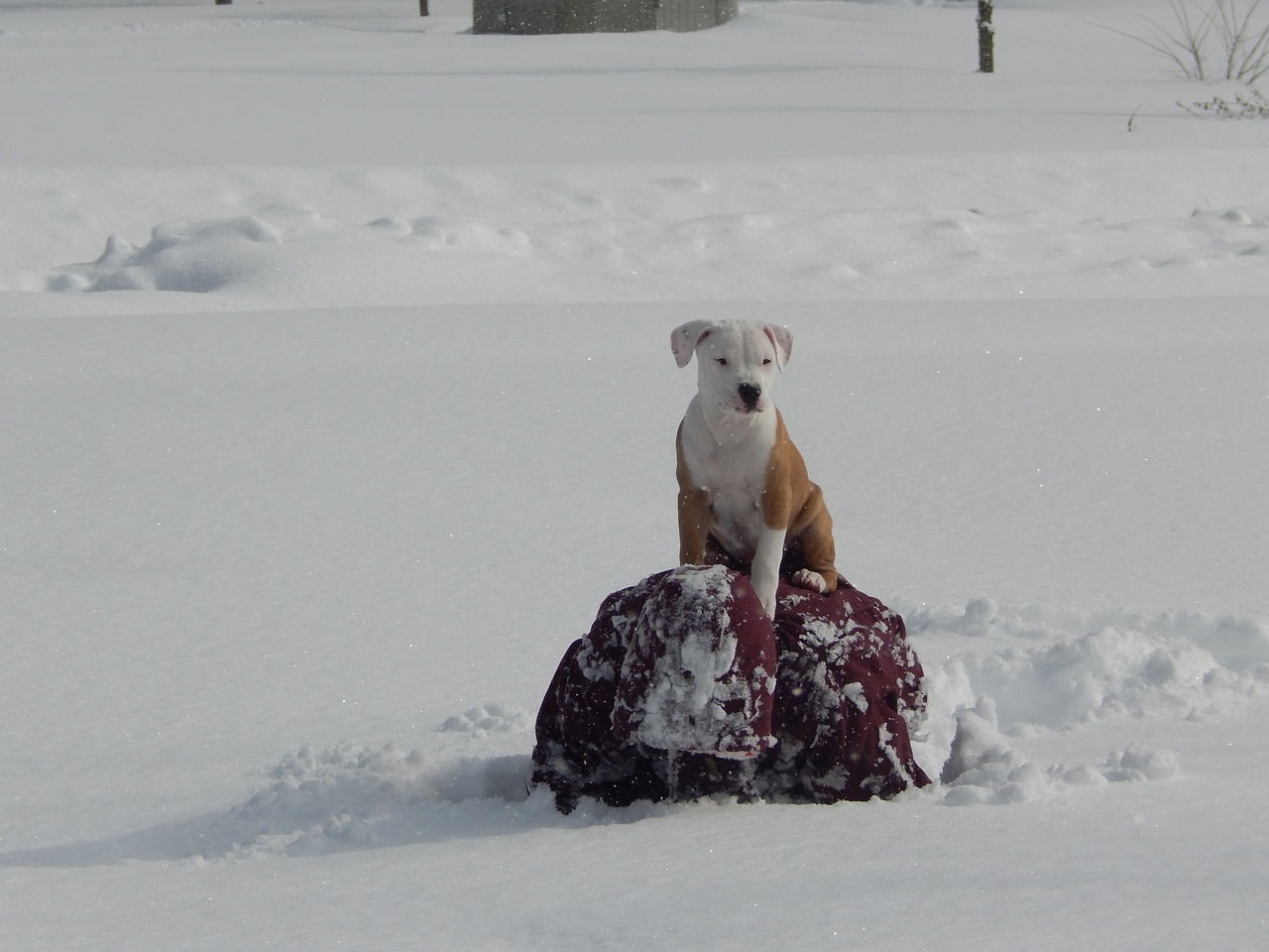 Šuniukas, Pitbull, Mielas, Žiema, Linksma, Sniegas, Lauke, Nemokamos Nuotraukos,  Nemokama Licenzija
