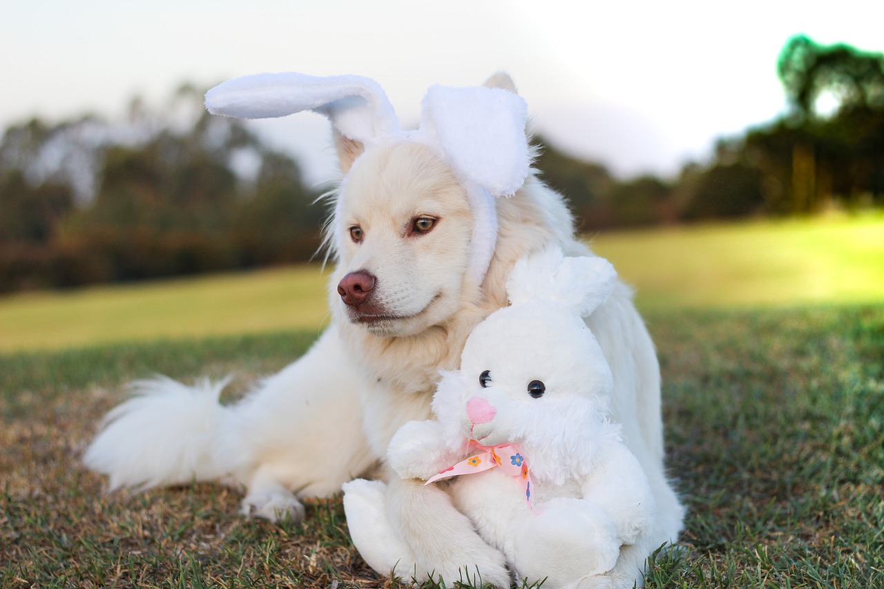 Šuniukas, Šuo, Lapufundas, Finnishlapphund, Velykos, Velykinių Kiaušinių Ieškojimas, Velyku Triusis, Mielas, Meilė, Purus