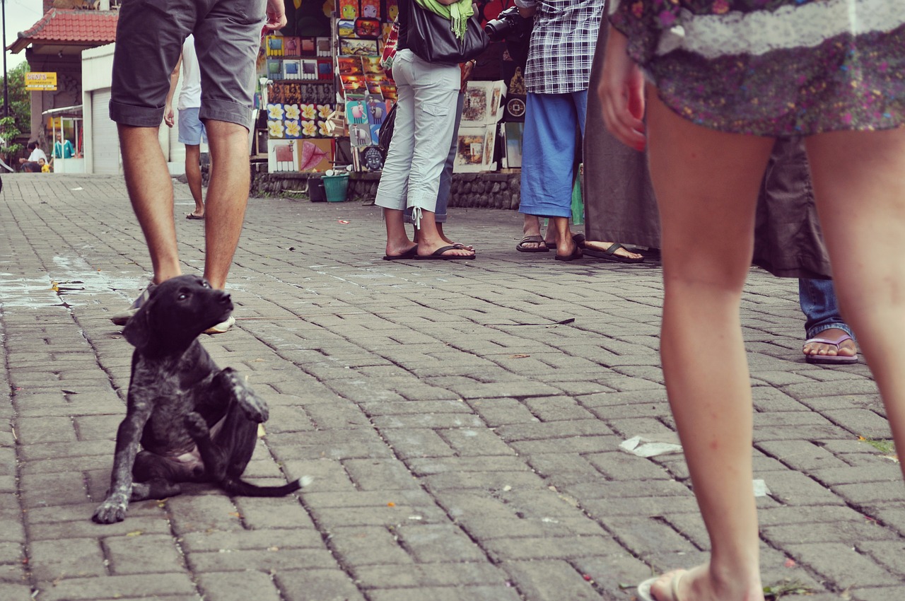 Šuniukas, Šuo, Gyvūnas, Vaikščioti, Sėdi, Naminis Gyvūnėlis, Nemokamos Nuotraukos,  Nemokama Licenzija