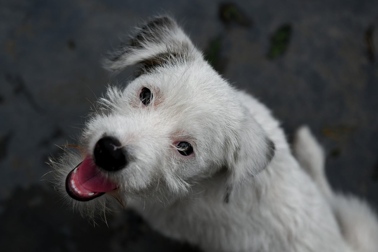 Šuniukas,  Naminių Šunų,  Baltas Šuo, Nemokamos Nuotraukos,  Nemokama Licenzija