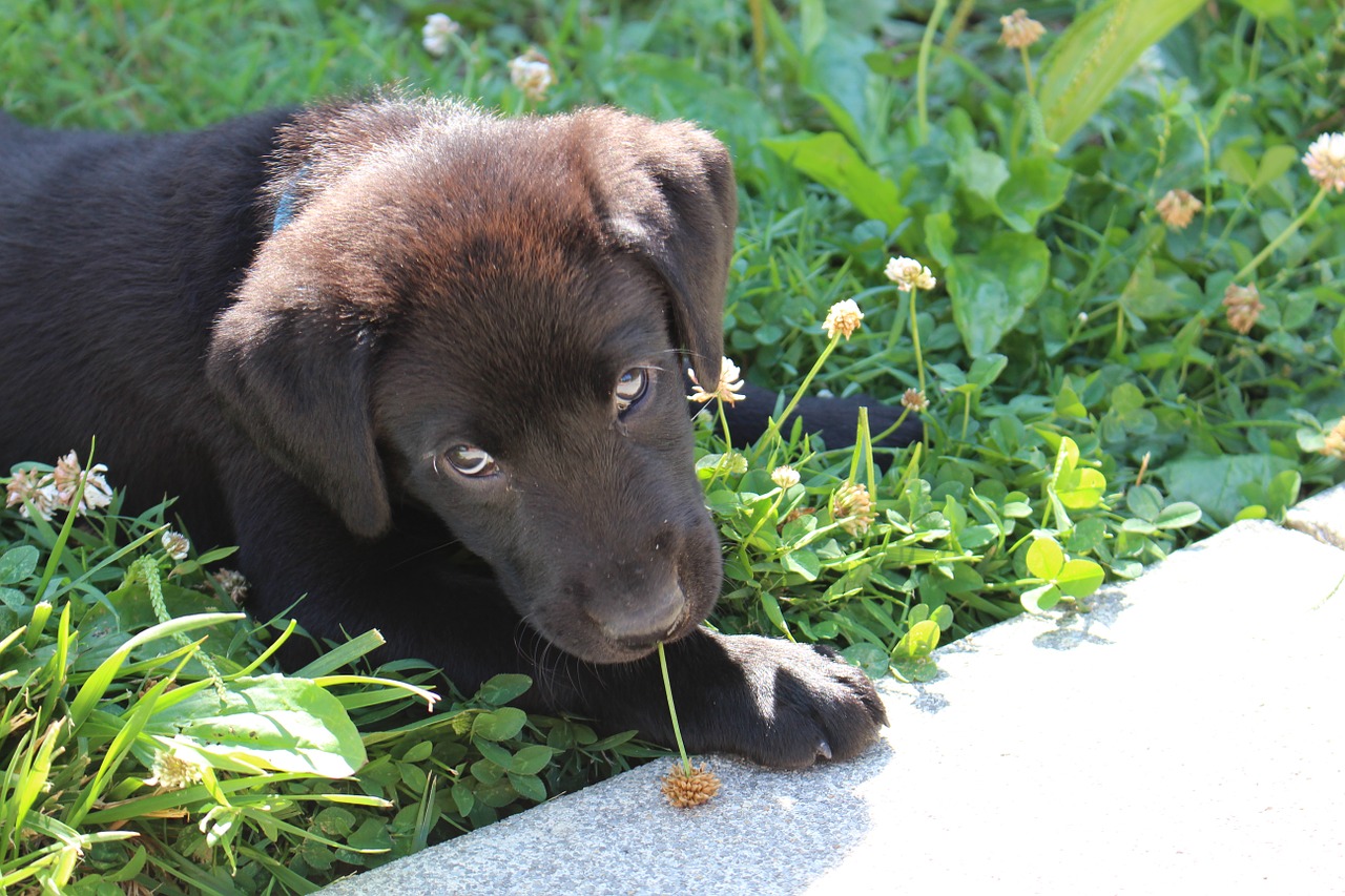 Šuniukas, Juoda, Labradoras, Mielas, Naminis Gyvūnėlis, Retriveris, Žavinga, Žolė, Mažai, Žaismingas