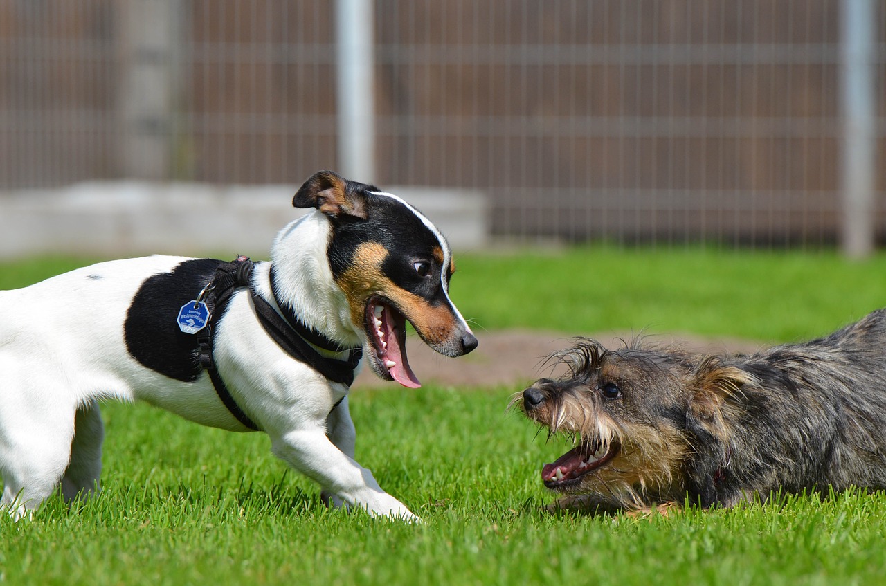 Šuniukų Žaidimai, Žaisliniai Šunys, Jack Russel, Hibridas, Jauni Šunys, Siautėjantys Šunys, Jaunas Šuo, Šuo, Naminis Gyvūnėlis, Keturiasdešimt