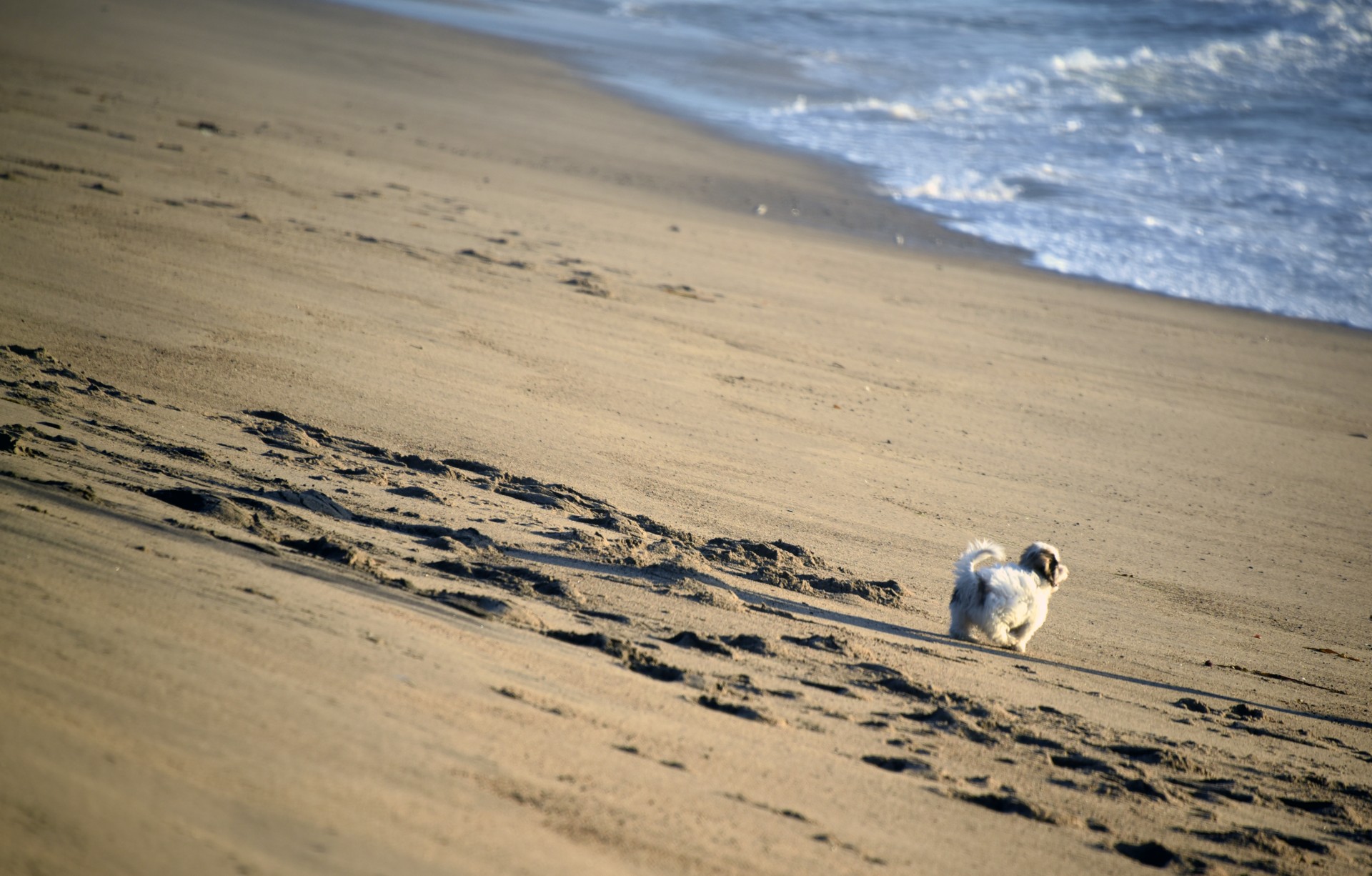 Šuniukas,  Smėlis,  Izoliuotas,  Balta,  Šuo,  Laimingas,  Šuniukas Paplūdimyje, Nemokamos Nuotraukos,  Nemokama Licenzija