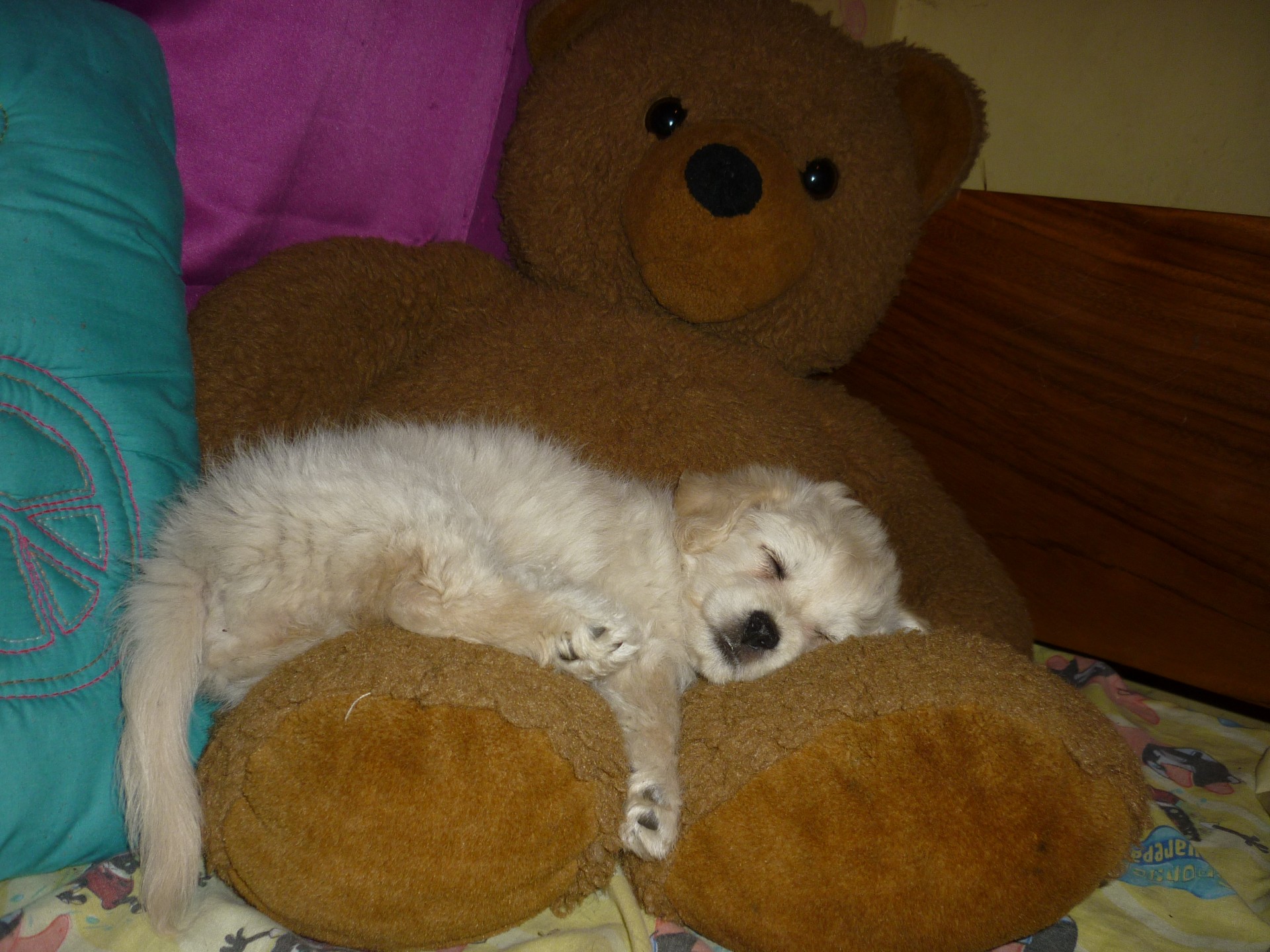Teddy & Nbsp,  Bear,  Žaislas,  Šuniukas,  Mielas,  Šuo,  Naminis Gyvūnėlis,  Miega,  Miegoti,  Komfortas