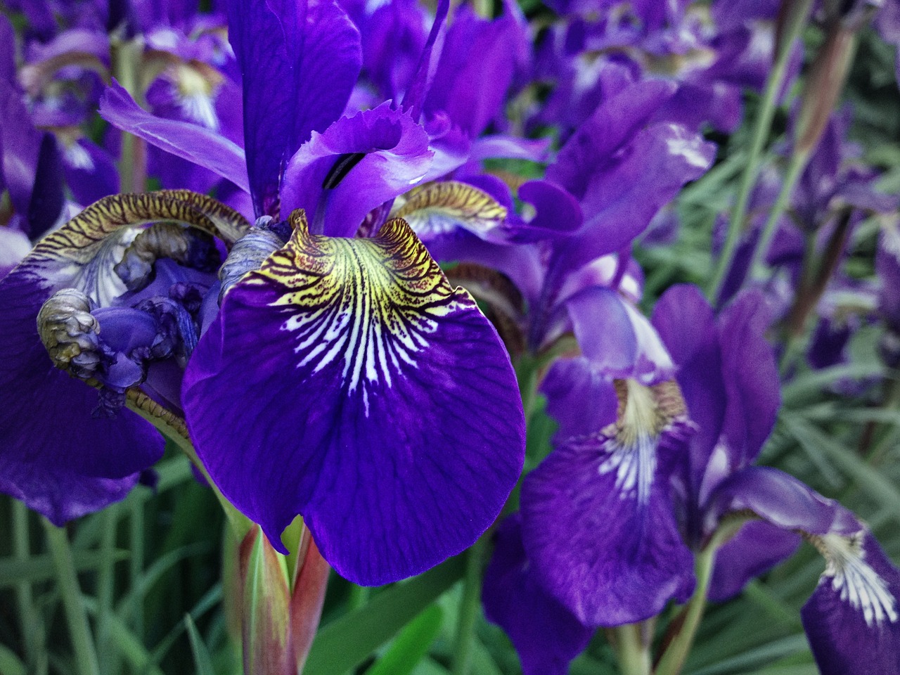 Violetinė, Iris, Gėlė, Augalas, Pavasaris, Gamta, Žydėti, Vasara, Žiedas, Gėlių