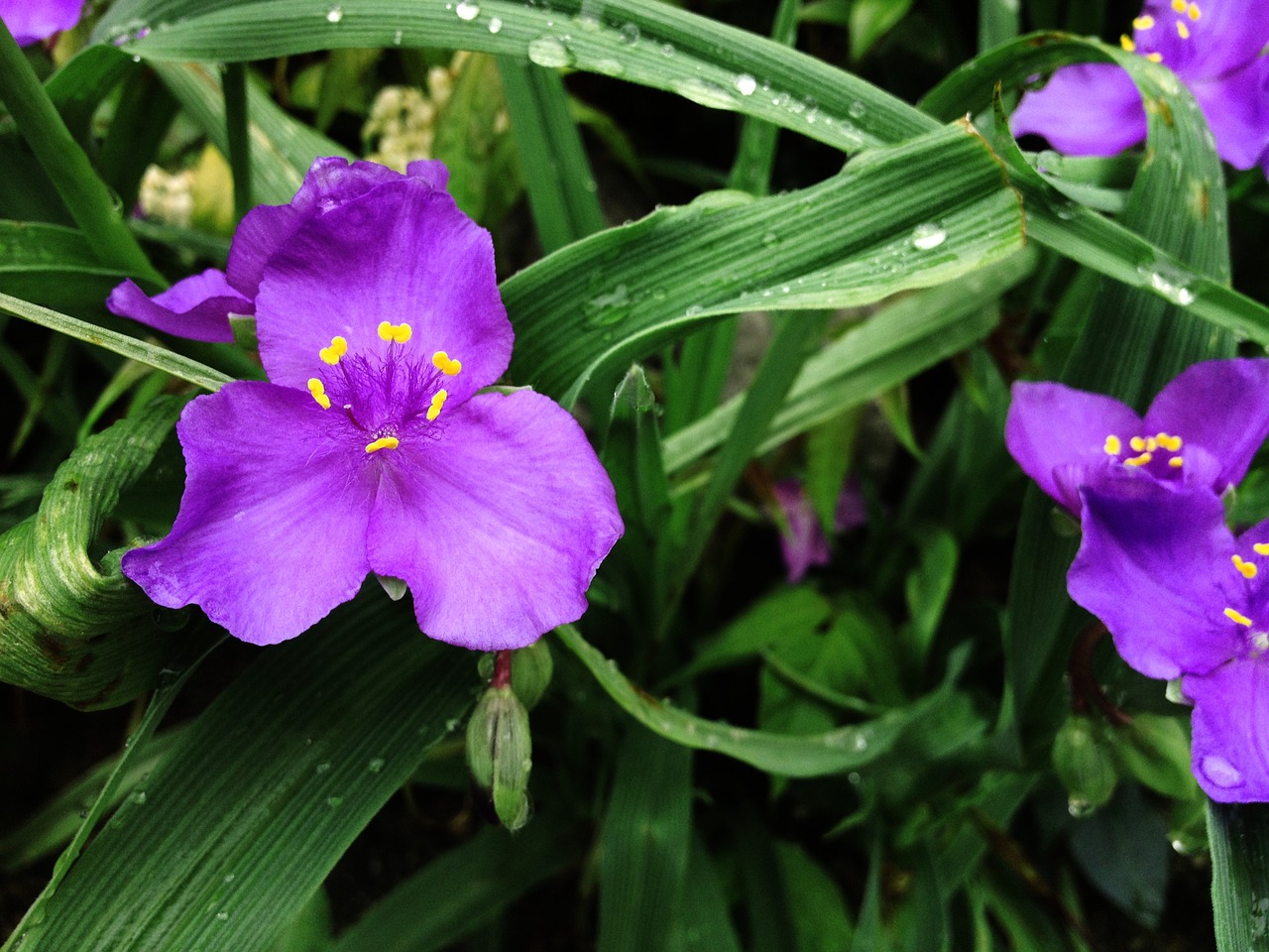 Violetinė, Gėlė, Purpurinė Gėlė, Natūralus, Augalas, Pavasaris, Žydėti, Sodas, Žiedas, Gamta