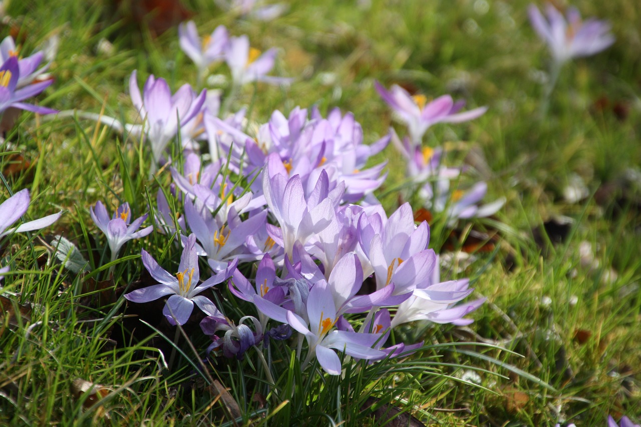 Violetinė, Pavasaris, Gėlė, Crocus, Purpurinė Gėlė, Pavasario Pranašys, Pieva, Uždaryti, Sezonai, Ankstyvas Bloomer