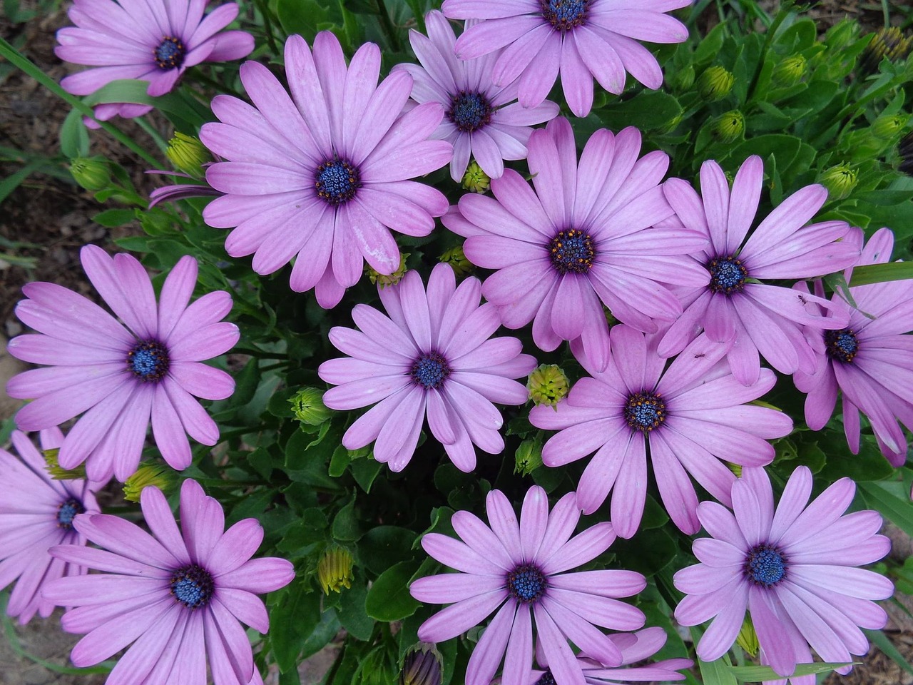 Daisy, Violetinė, Gėlės, Žiedas, Nemokamos Nuotraukos,  Nemokama Licenzija