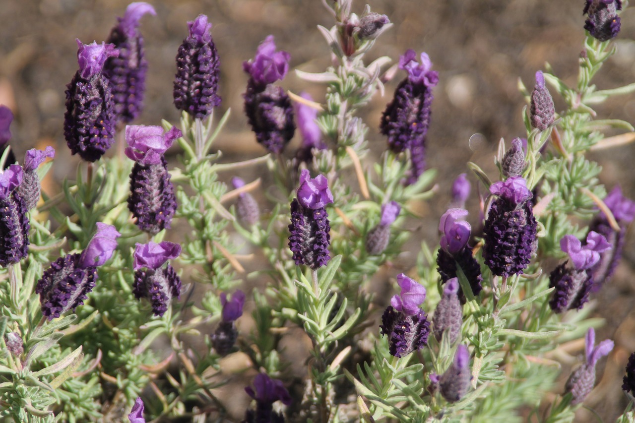 Violetinė, Gėlės, Botanikos, Purpurinė Gėlė, Gamta, Nemokamos Nuotraukos,  Nemokama Licenzija