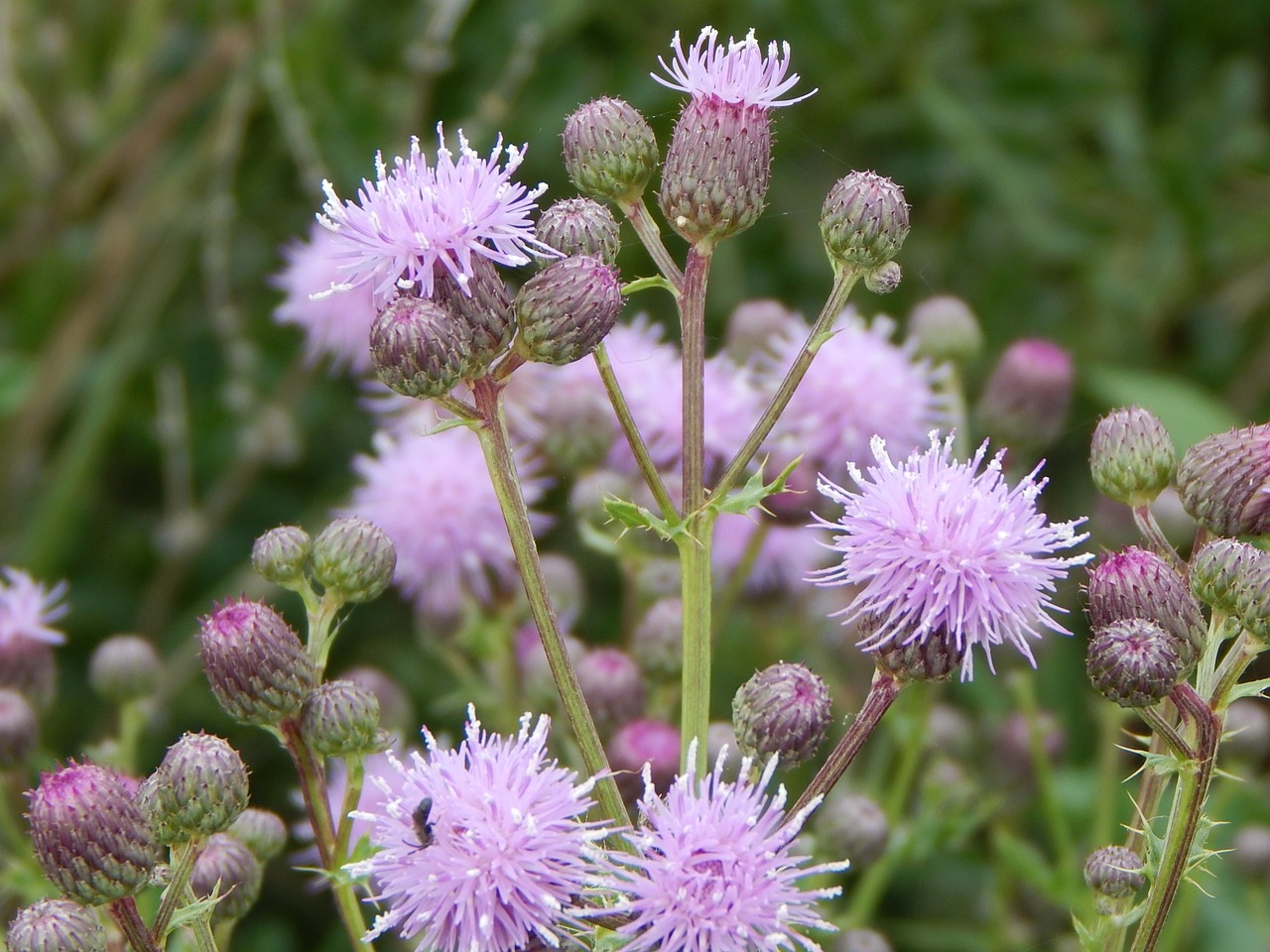 Violetinė, Gėlės, Prairie, Gamta, Rožinis, Žydėti, Žiedas, Vasara, Saskatchewan, Kanada