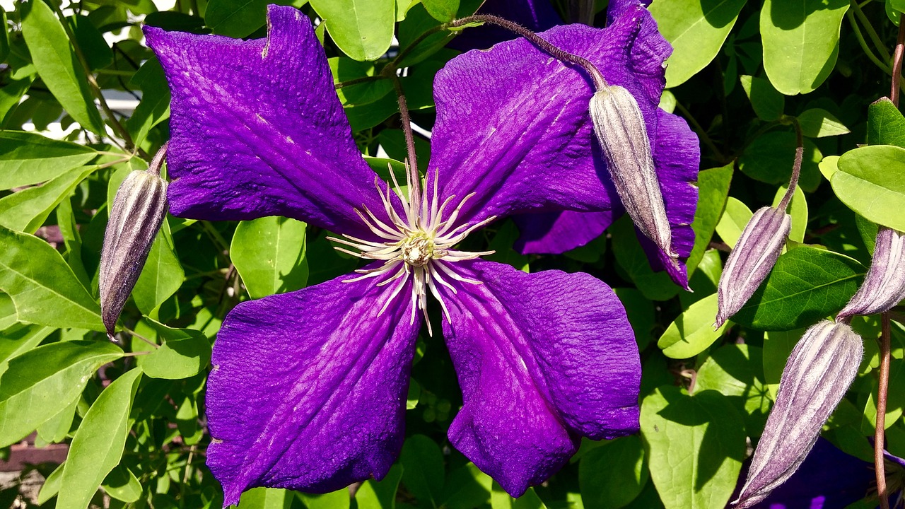 Clematis, Violetinė, Žiedlapiai, Gėlė, Keturi, Žalias, Gamta, Purpurinė Gėlė, Žydėti, Natūralus