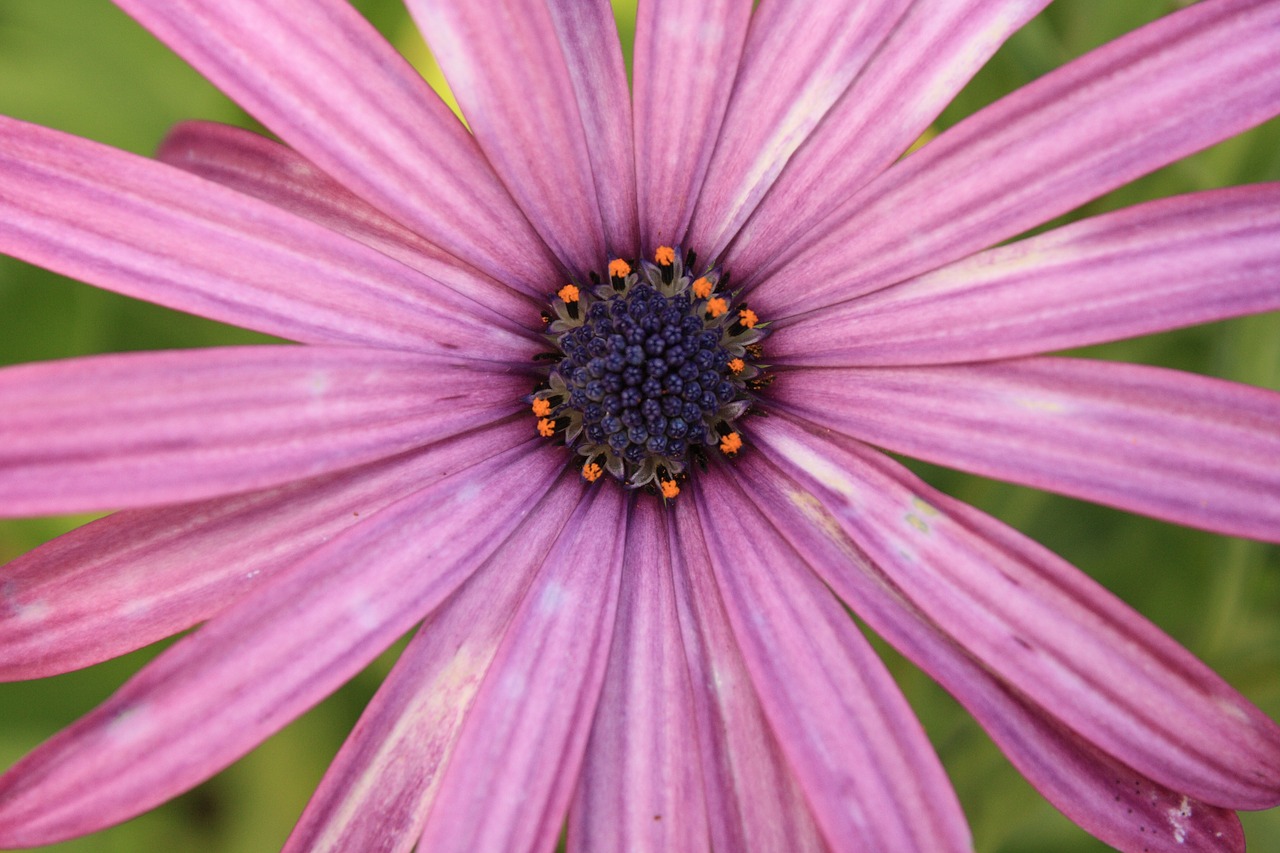 Gėlė, Violetinė, Rožinis, Purpurinė Gėlė, Žiedlapis, Makro, Augalas, Nemokamos Nuotraukos,  Nemokama Licenzija