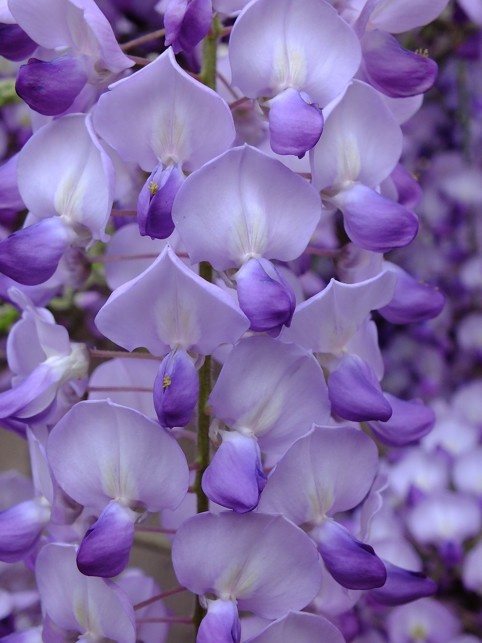 Violetinė, Acacia, Gėlė, Netoliese, Nemokamos Nuotraukos,  Nemokama Licenzija