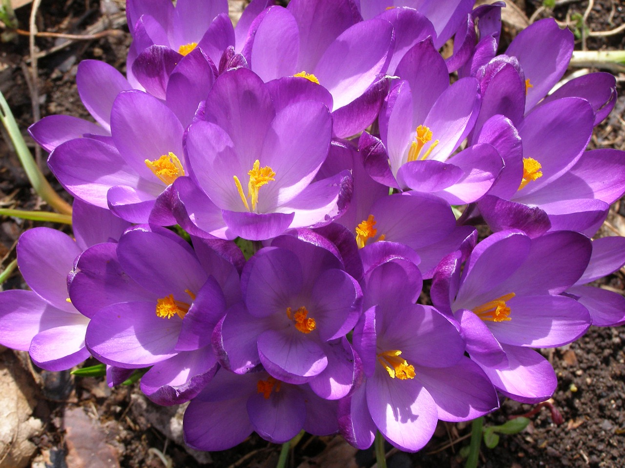 Violetinė, Gėlė, Crocus, Nemokamos Nuotraukos,  Nemokama Licenzija