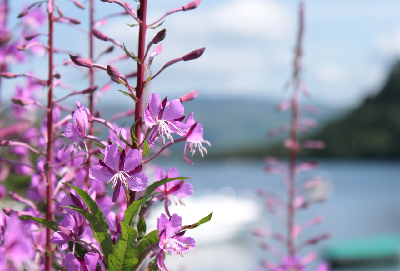 Violetinė, Gėlės, Ežeras, Gėlė, Škotija, Rožinis, Kalnas, Vasara, Nemokamos Nuotraukos,  Nemokama Licenzija