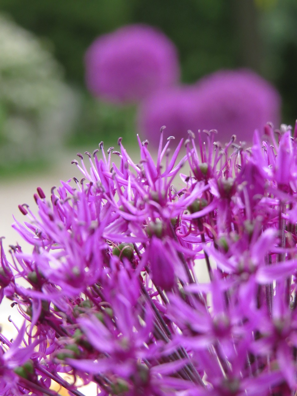 Violetinė, Gamta, Purpurinė Gėlė, Vasara, Umbel, Nemokamos Nuotraukos,  Nemokama Licenzija