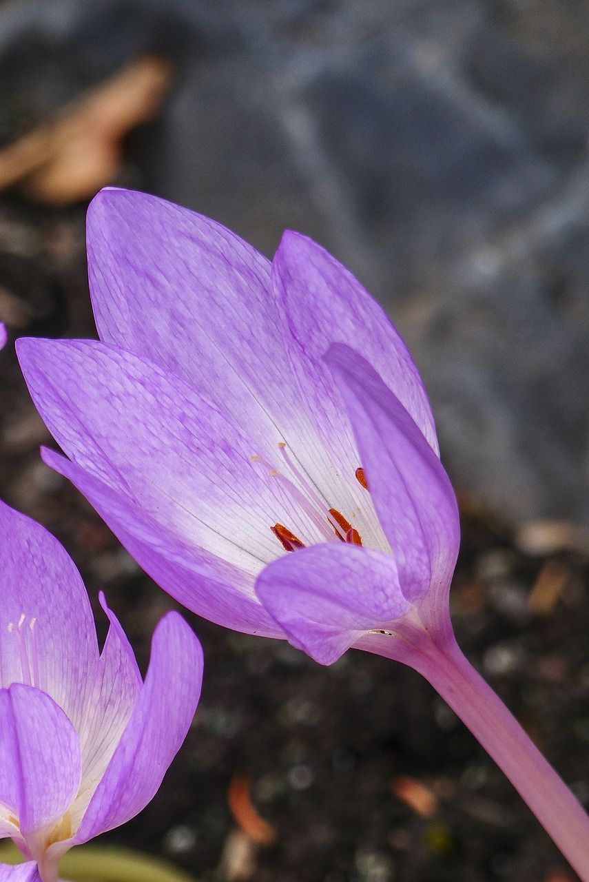 Violetinė, Gėlė, Ruduo, Herbstzeitlose, Kolchium Autumnale, Toksiškas, Rudens Krokusas, Gamta, Iš Arti, Sodas