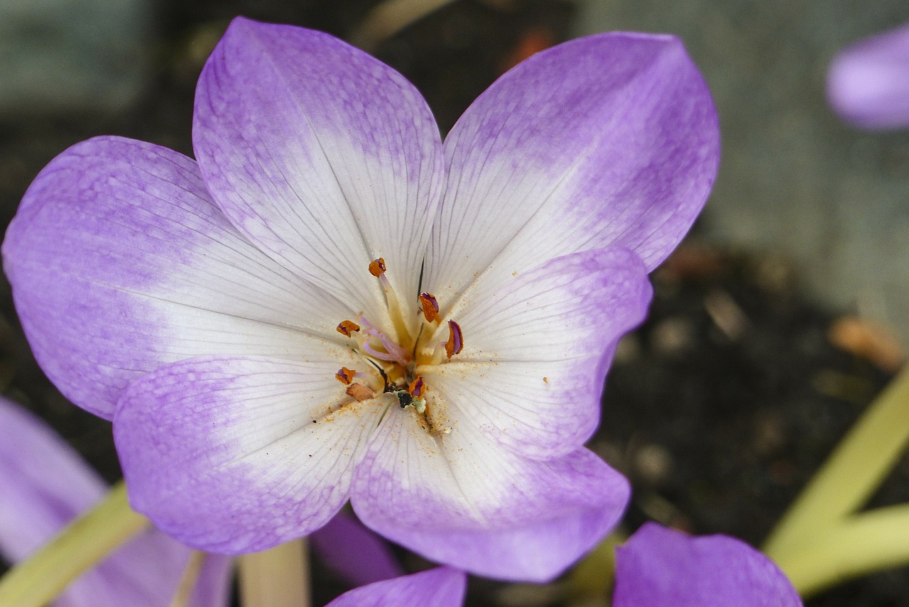 Violetinė, Gėlė, Ruduo, Herbstzeitlose, Kolchium Autumnale, Toksiškas, Rudens Krokusas, Gamta, Iš Arti, Sodas