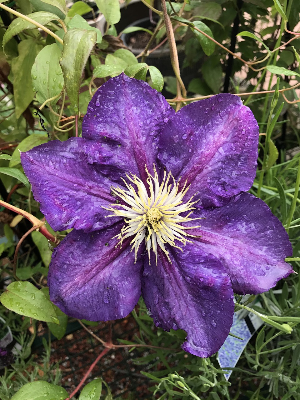 Violetinė, Gėlė, Purpurinė Gėlė, Gamta, Gėlių, Sodas, Žiedas, Botanikos, Nemokamos Nuotraukos,  Nemokama Licenzija