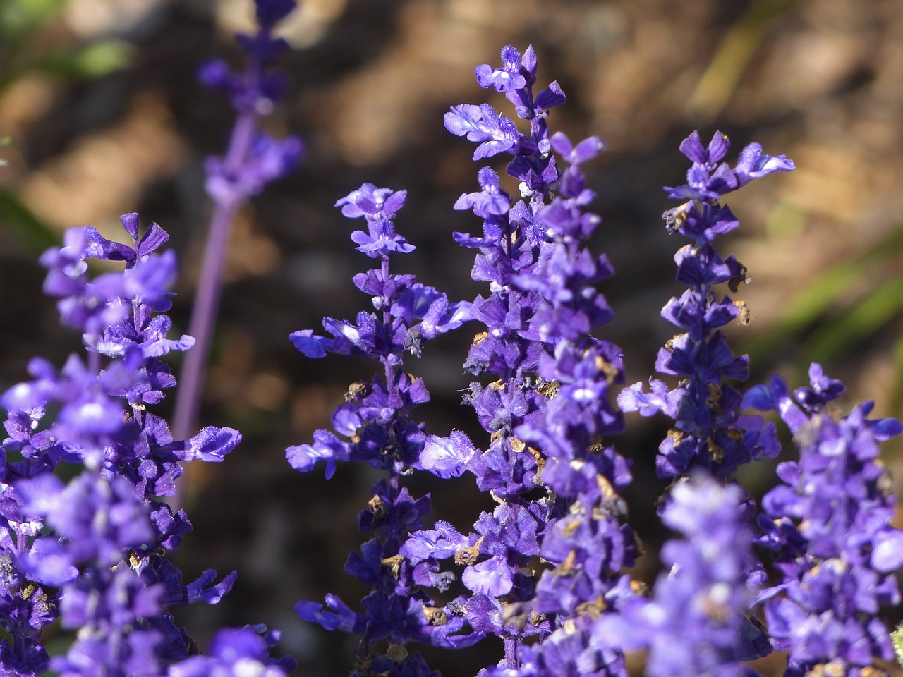 Violetinė, Gėlė, Augalas, Sodas, Gamta, Krūva, Klasteris, Plantacija, Nemokamos Nuotraukos,  Nemokama Licenzija