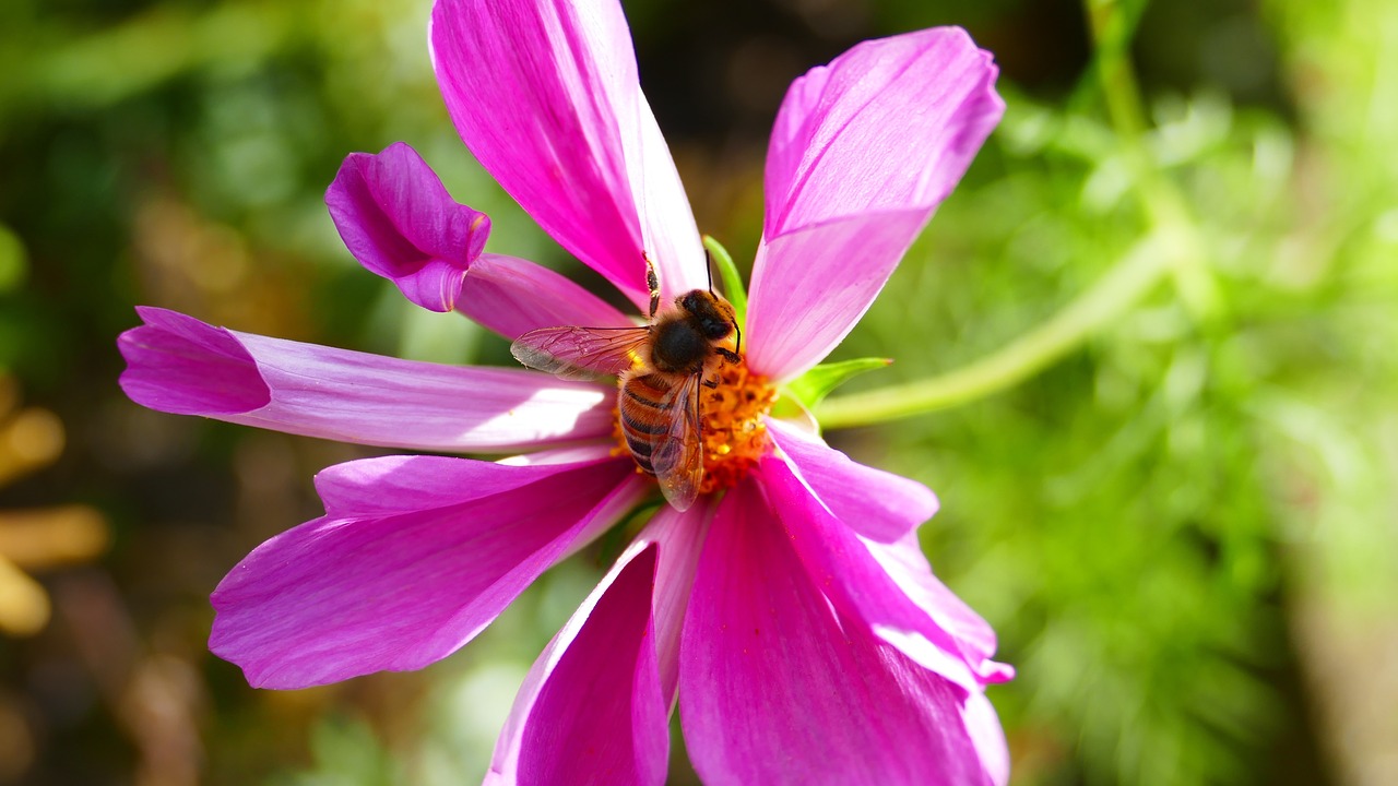 Violetinė, Gėlė, Bičių, Purpurinės Gėlės, Purpurinė Gėlė, Gamta, Augalas, Pavasaris, Žiedas, Žiedlapis