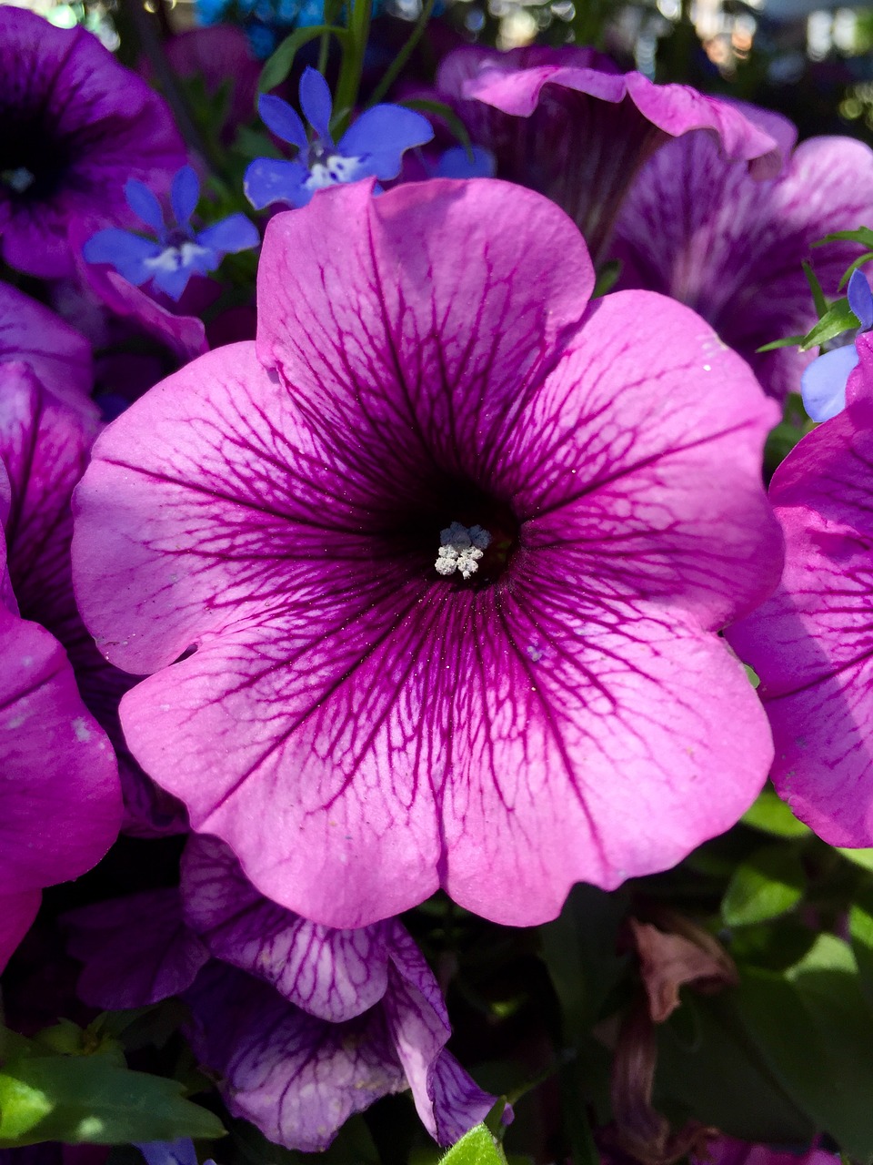 Violetinė, Gėlė, Violetinė, Botanikos, Augalas, Pavasaris, Sodas, Žiedlapis, Spalvinga, Makro