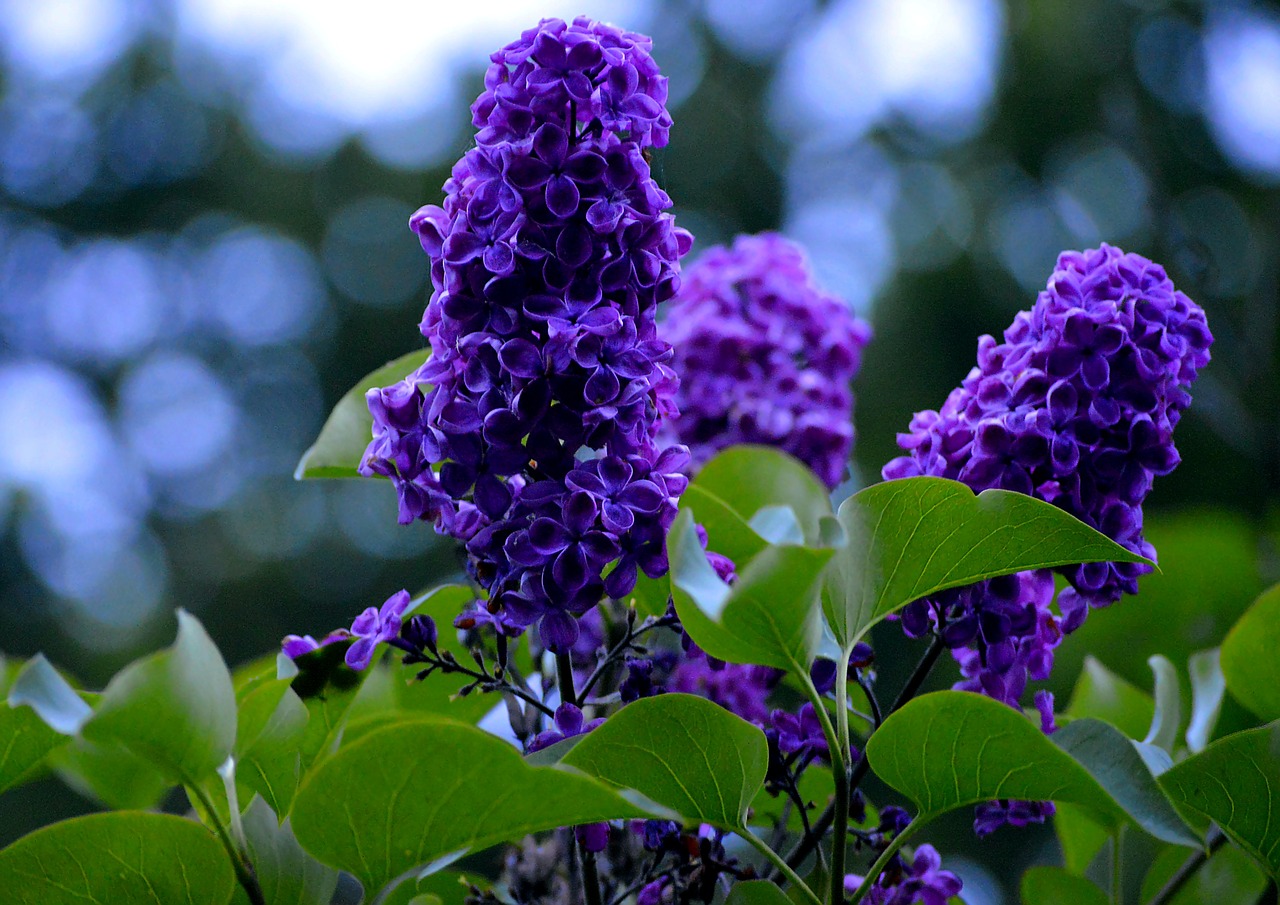 Violetinė, Levandų Gėlės, Gėlė, Gamta, Kvepalai, Žiedas, Žydėti, Romantiškas, Augalas, Uždaryti