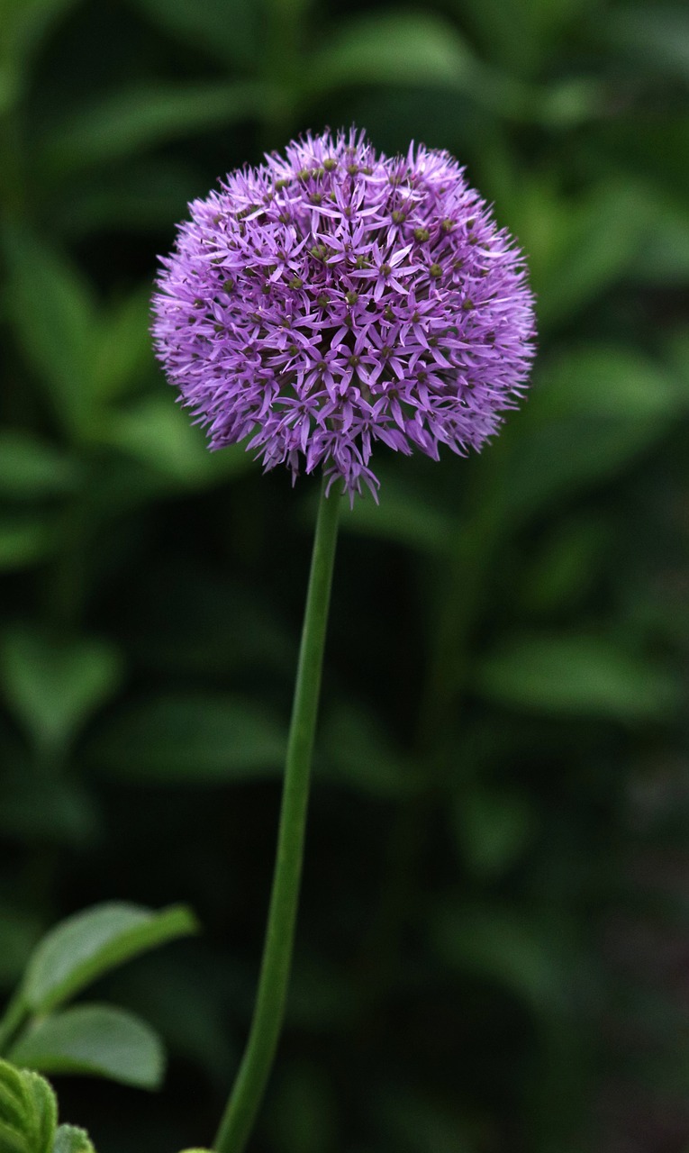 Violetinė, Augalas, Gėlė, Gamta, Gėlių, Vasara, Pavasaris, Žiedas, Sodas, Natūralus