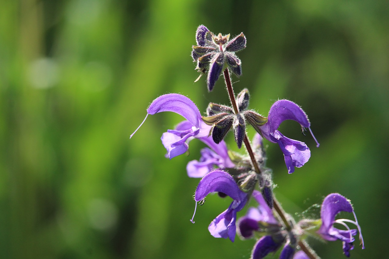 Violetinė, Žiedas, Žydėti, Purpurinė Gėlė, Augalas, Žalias, Nemokamos Nuotraukos,  Nemokama Licenzija