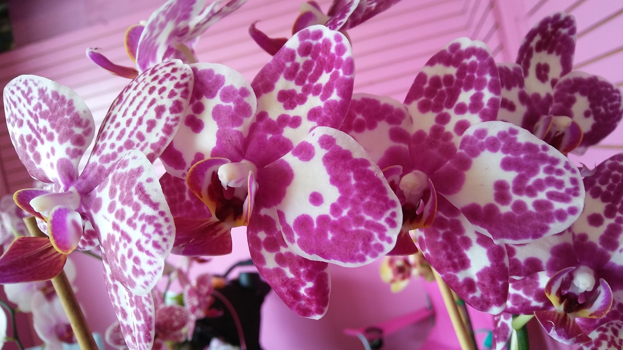 Violetinė, Orchidėja, Žydėti, Gėlė, Phalaenopsis, Pastebėtas, Nemokamos Nuotraukos,  Nemokama Licenzija