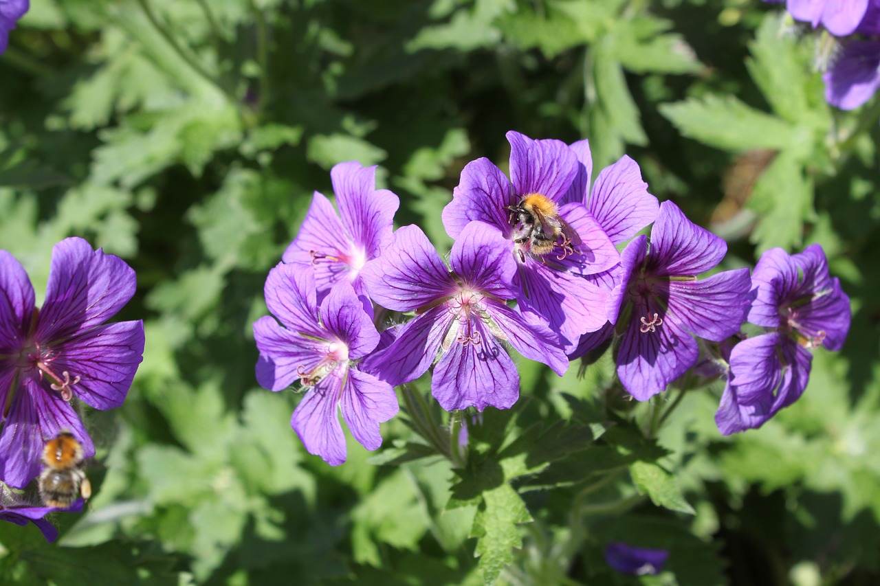 Violetinė, Žalias, Gamta, Gėlės, Sodas, Žali Lapai, Lapai, Žiedlapis, Gėlė, Džiaugsmas