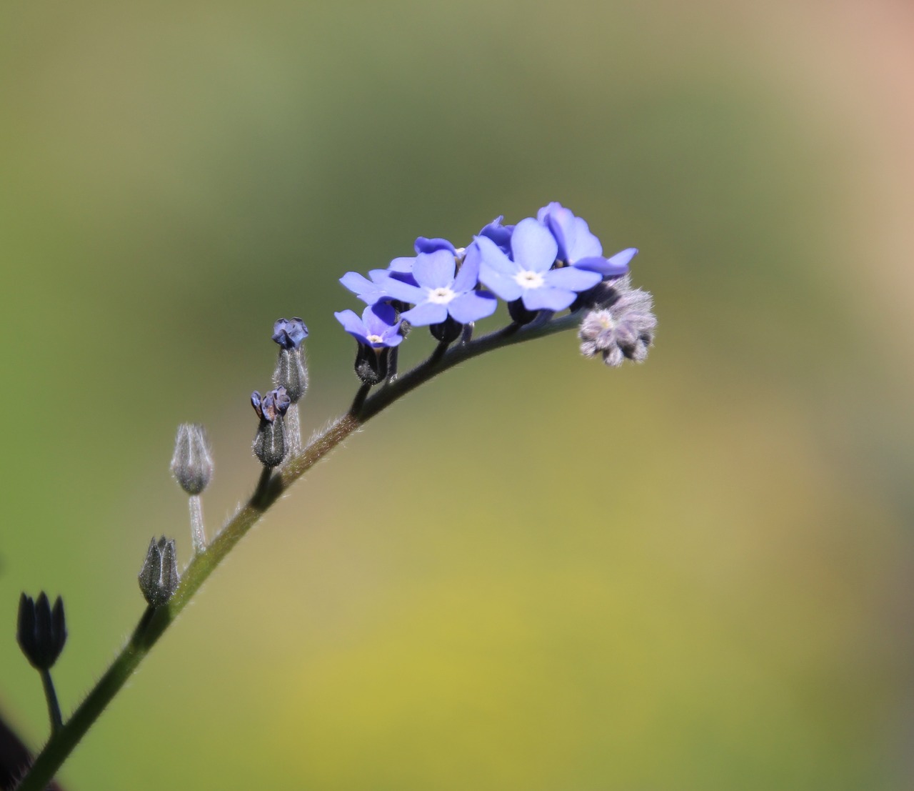 Violetinė, Gėlės, Purpurinė Gėlė, Nemokamos Nuotraukos,  Nemokama Licenzija