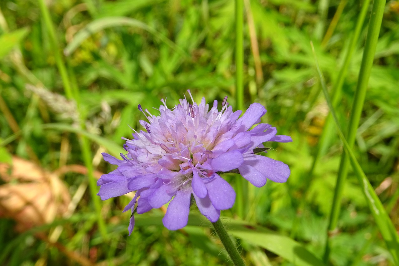 Violetinė, Gėlė, Makro, Augalas, Uždaryti, Nemokamos Nuotraukos,  Nemokama Licenzija