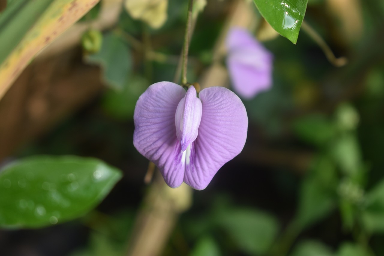 Violetinė, Gėlė, Gamta, Žiedas, Purpurinė Gėlė, Gėlių, Sodas, Nemokamos Nuotraukos,  Nemokama Licenzija