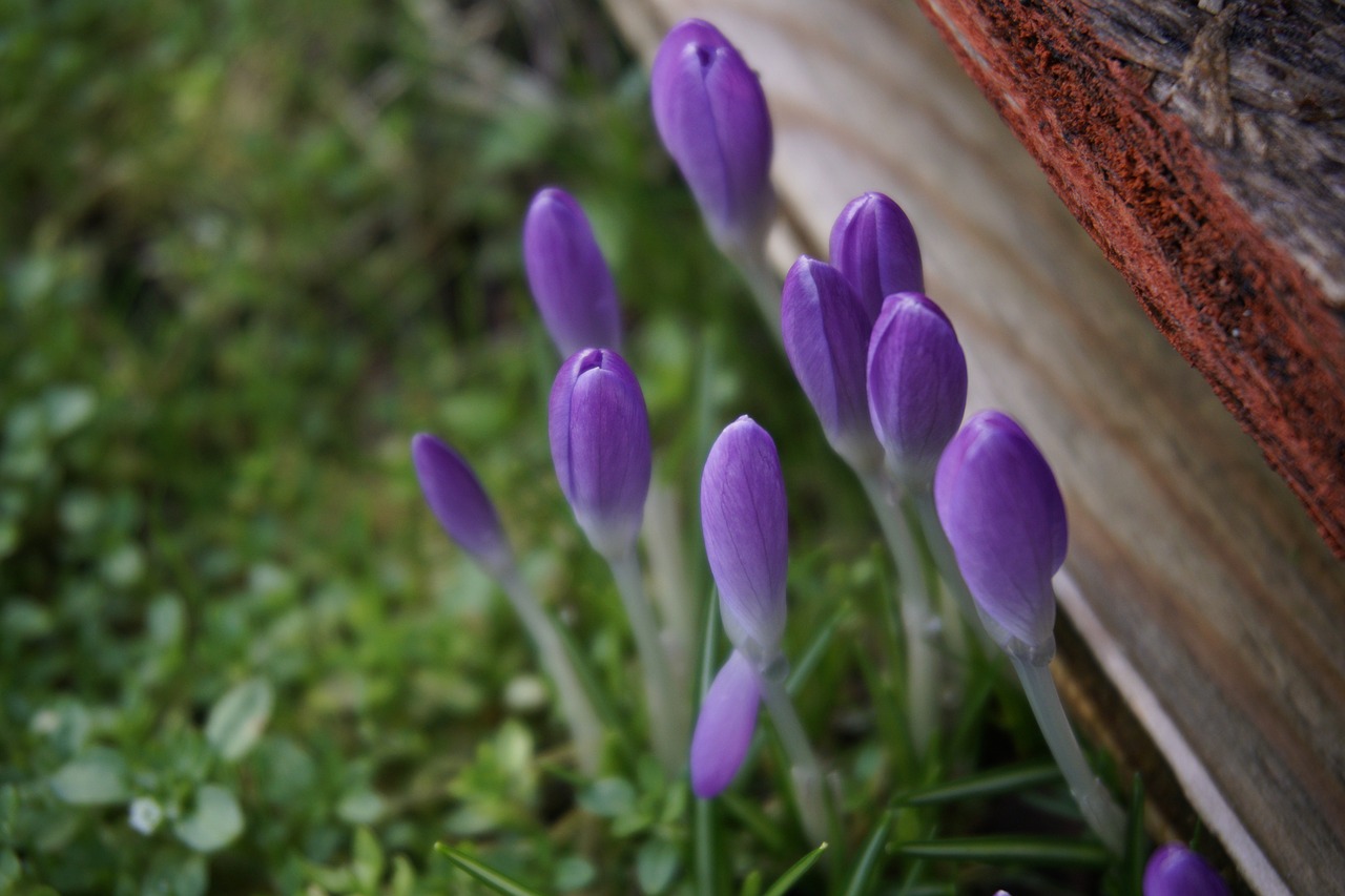 Violetinė, Gėlės, Žolė, Nemokamos Nuotraukos,  Nemokama Licenzija