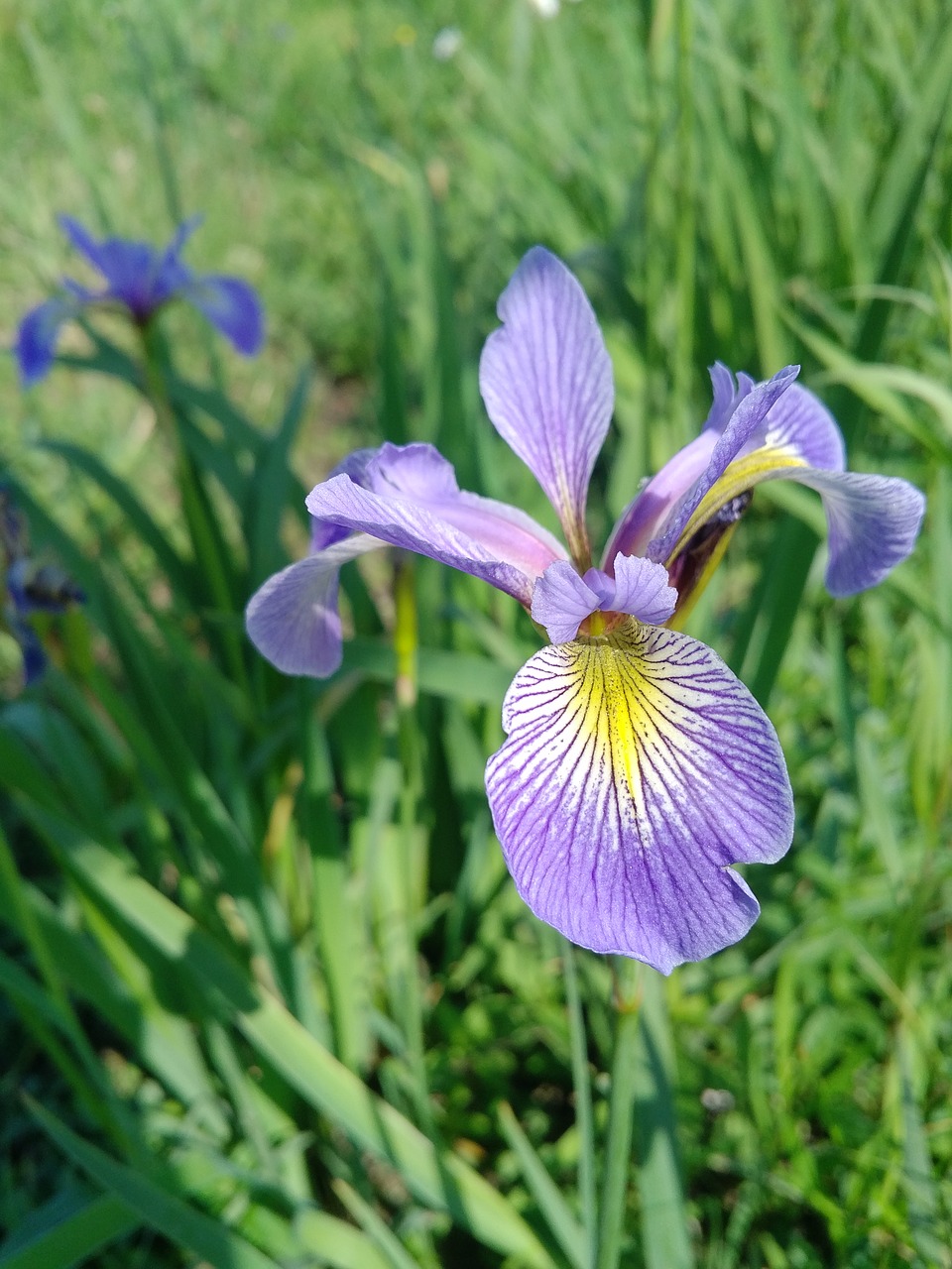 Violetinė, Gėlė, Gamta, Nemokamos Nuotraukos,  Nemokama Licenzija