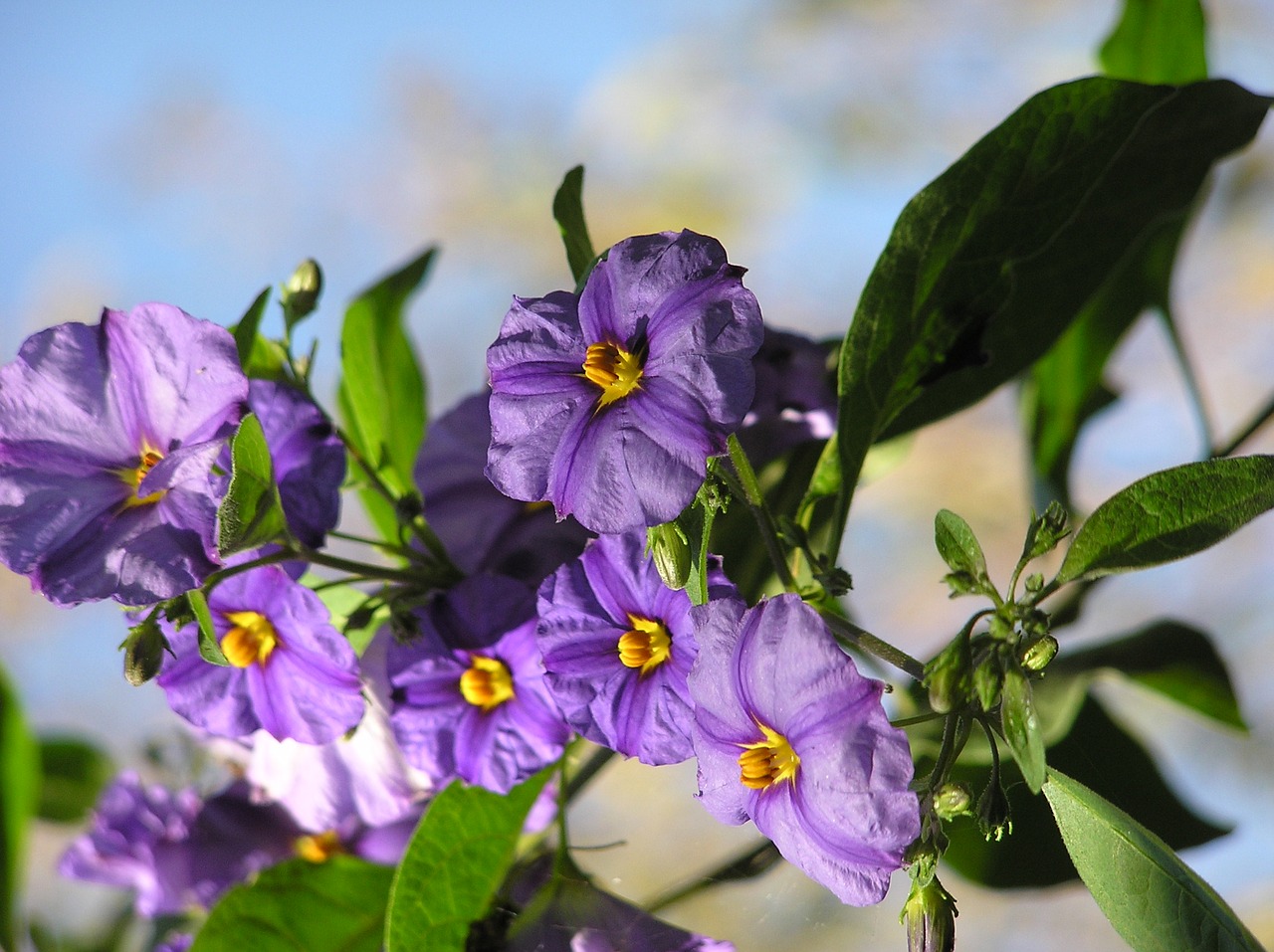 Violetinė, Krūmas, Gėlės, Nemokamos Nuotraukos,  Nemokama Licenzija