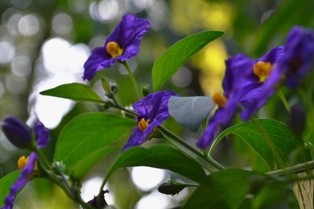 Violetinė, Žiedas, Žydėti, Gėlė, Gamta, Purpurinė Gėlė, Augalas, Vasara, Pavasaris, Nemokamos Nuotraukos