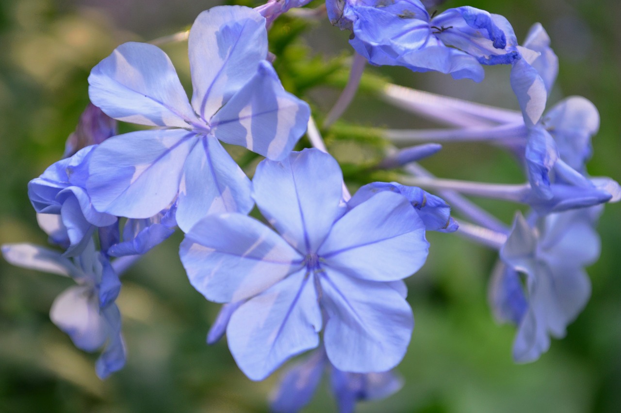 Violetinė, Žiedas, Žydėti, Gėlė, Gamta, Purpurinė Gėlė, Augalas, Vasara, Pavasaris, Nemokamos Nuotraukos