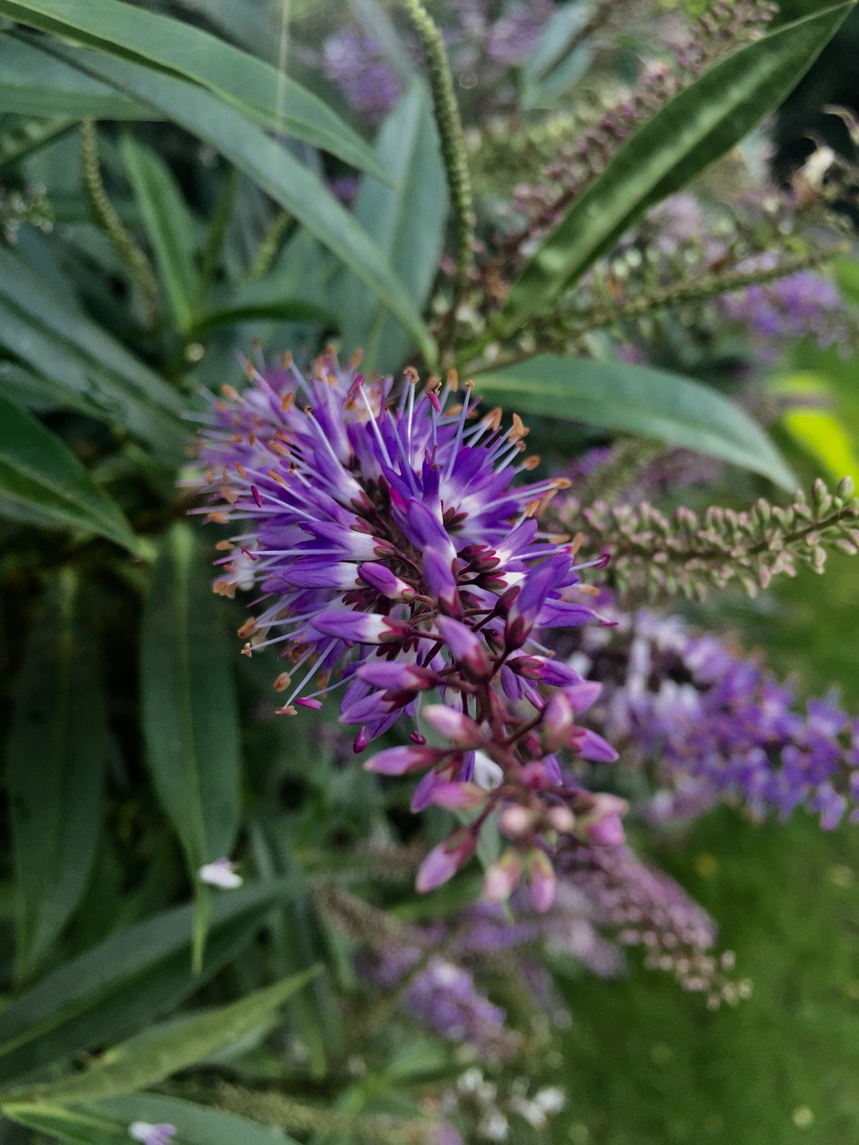 Violetinė, Gėlė, Parkas, Augalas, Purpurinės Gėlės, Gėlių, Violetinė, Ekologiškas, Nemokamos Nuotraukos,  Nemokama Licenzija