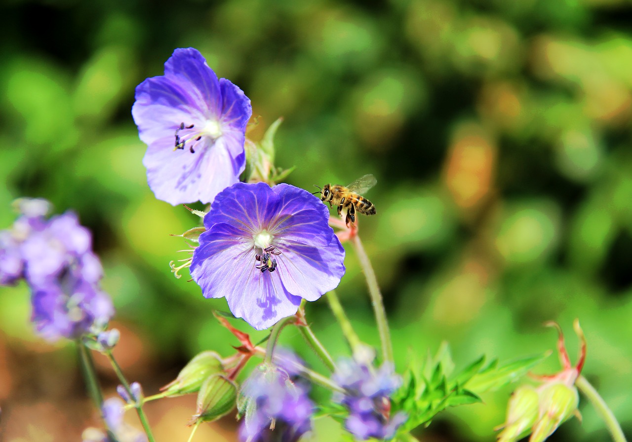 Violetinė, Bičių, Sodas, Vabzdys, Nemokamos Nuotraukos,  Nemokama Licenzija