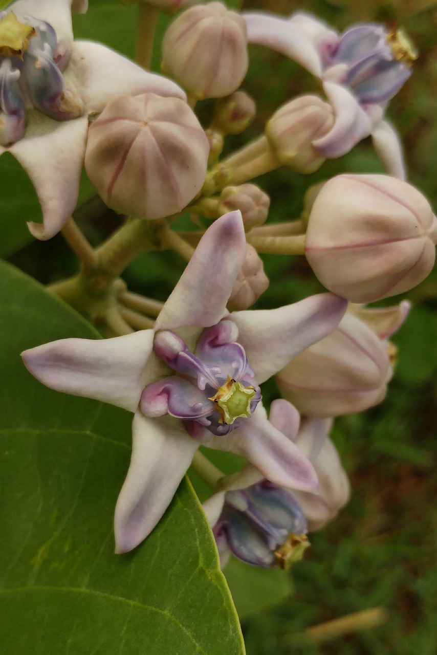 Violetinė, Pistil, Žvaigždė, Žiedlapis, Gėlė, Makro, Žiedas, Žydi, Vasara, Nemokamos Nuotraukos