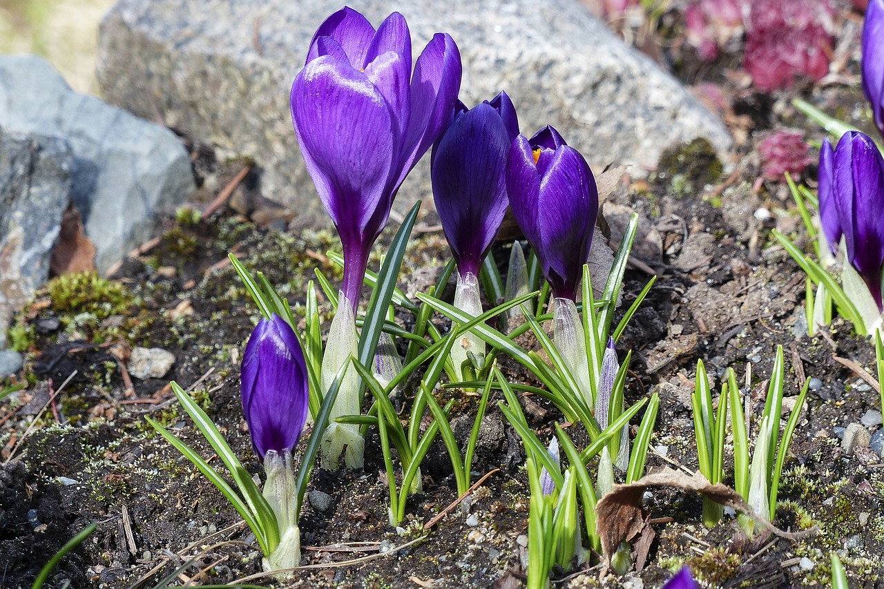 Violetinė, Crocus, Žiedas, Gėlė, Gamta, Pavasaris, Sodas, Augalas, Flora, Makro